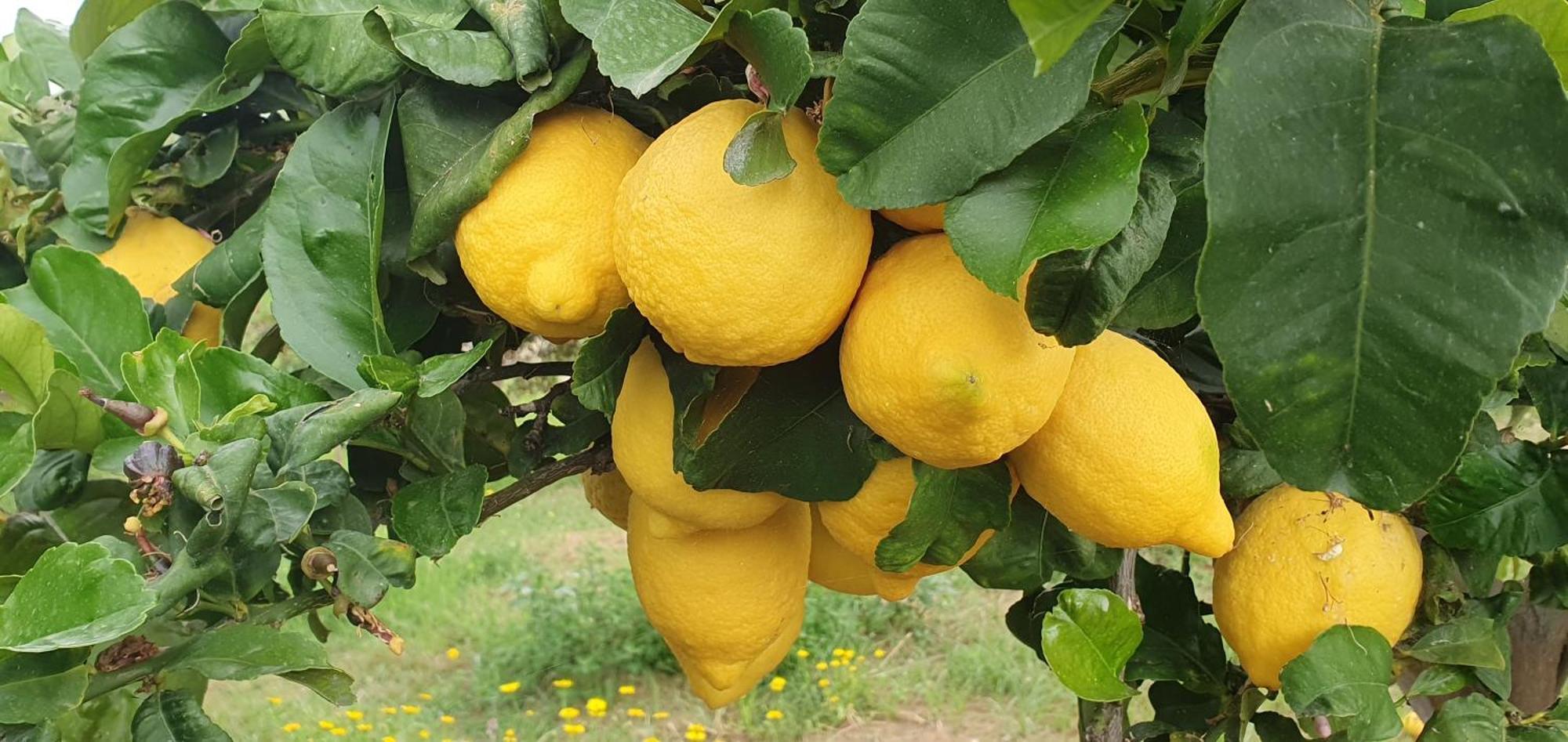 Il Dono Di Atena Cefalu Ngoại thất bức ảnh